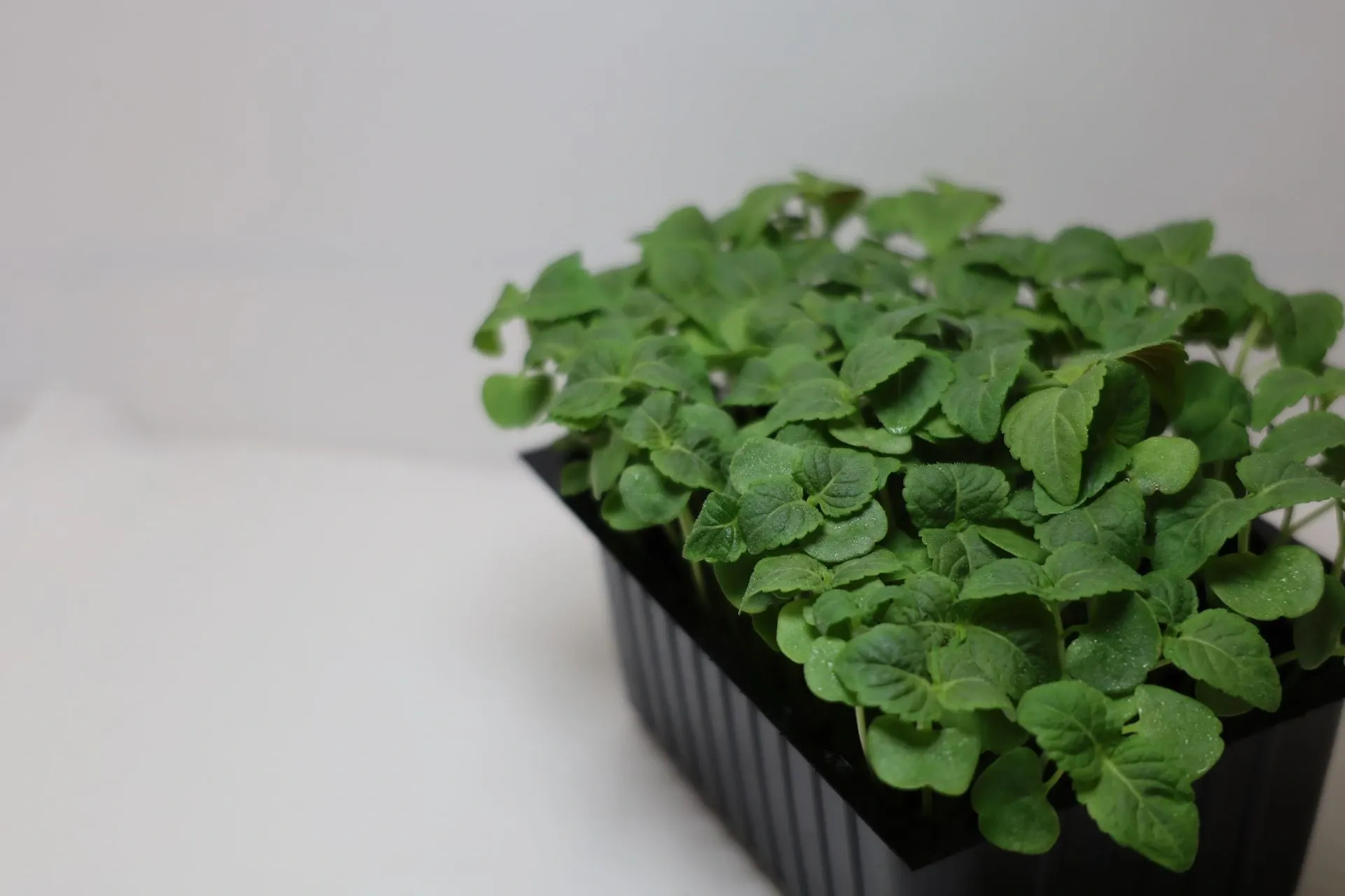 Pousses de Shiso Vert