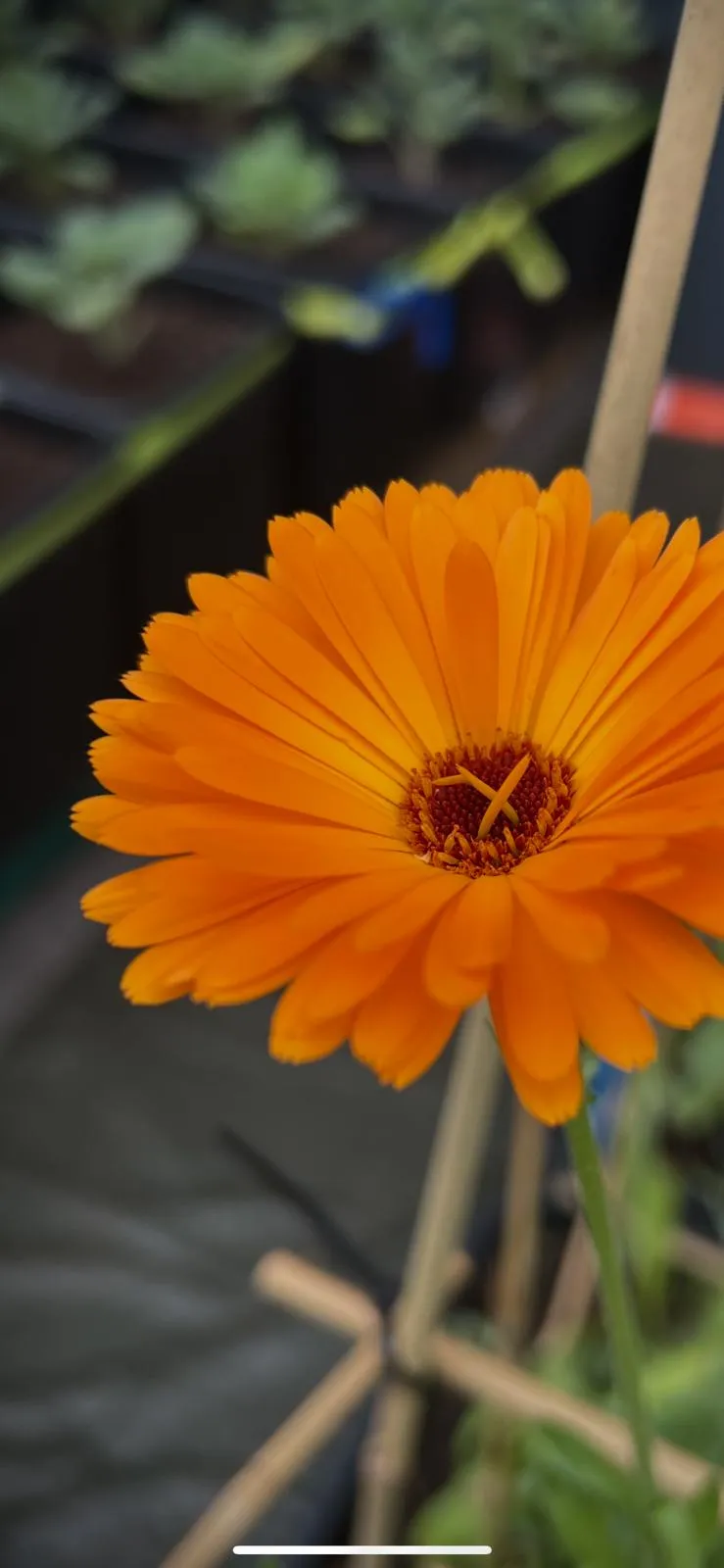 Fleurs de Calendula