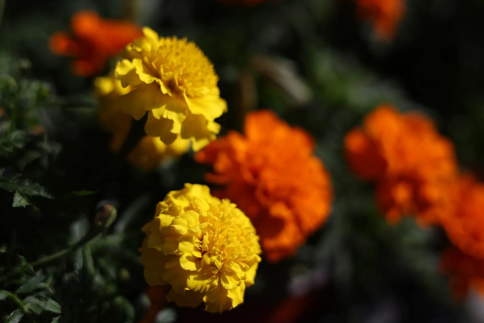 Fleurs de Tagète