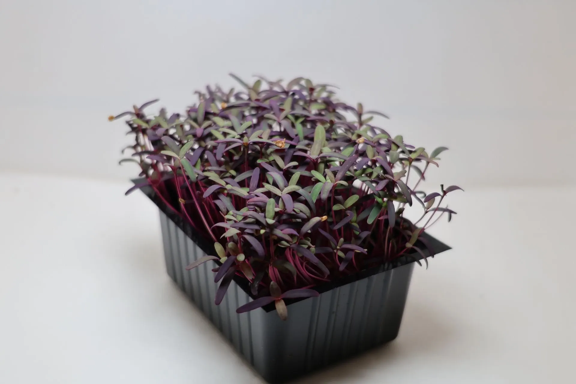 Pousses d'Orach Red