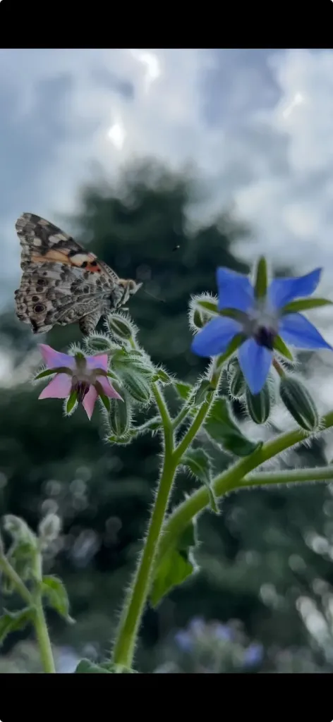 Fleurs de Bourrache