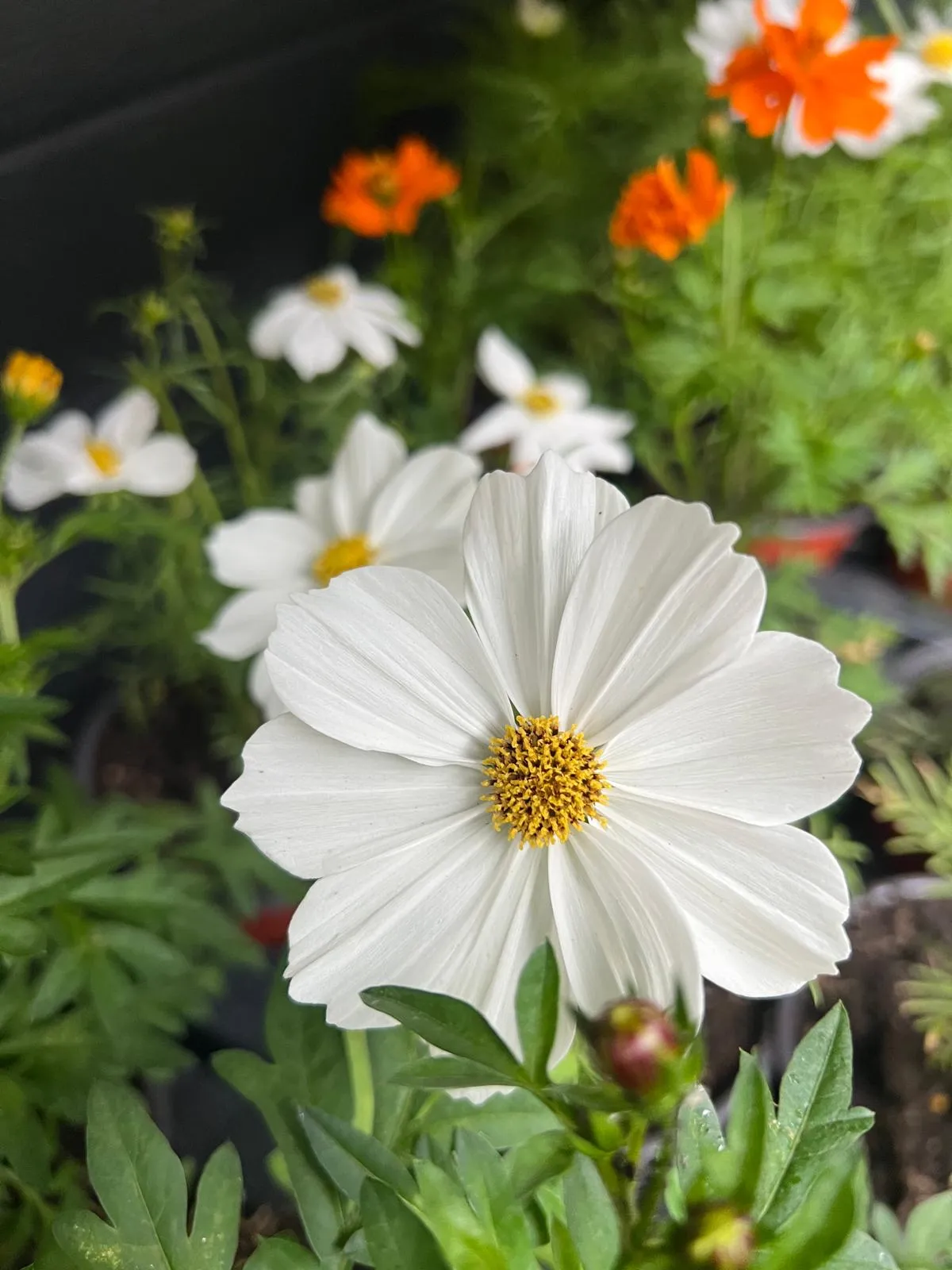 Fleurs de Cosmos