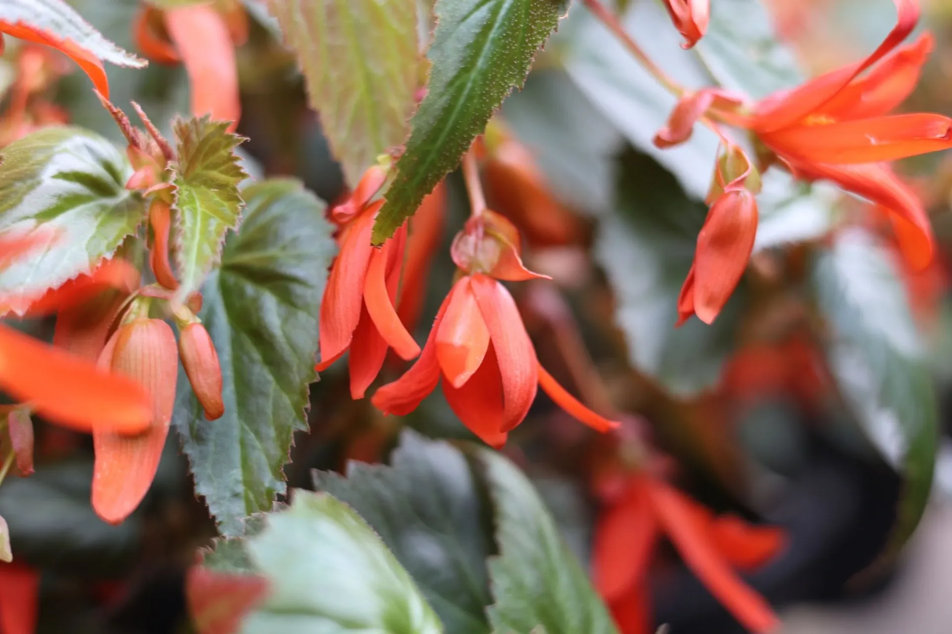 Fleurs de Begonia