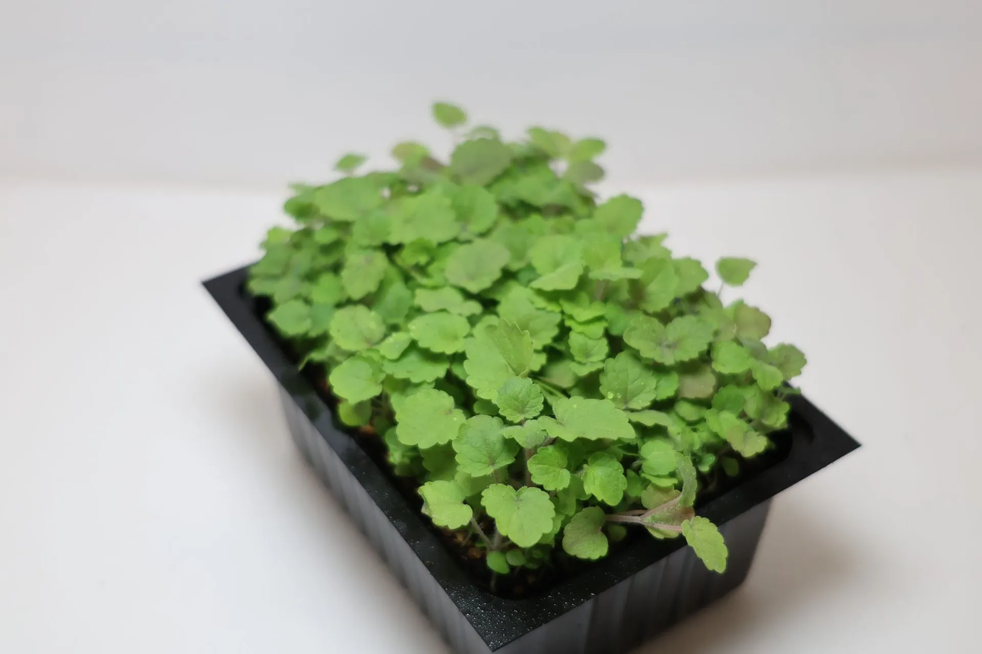 Pousses de Korean Mint
