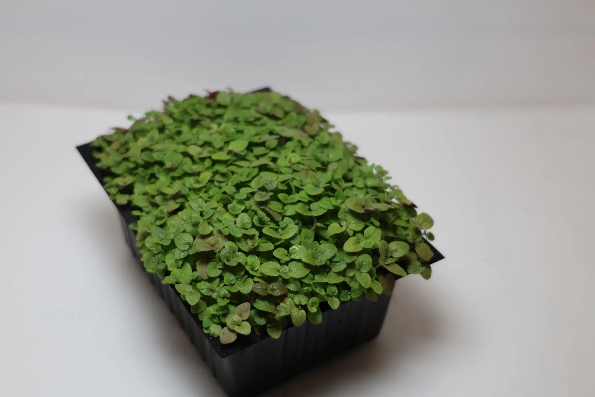 Pousses d’Oregano