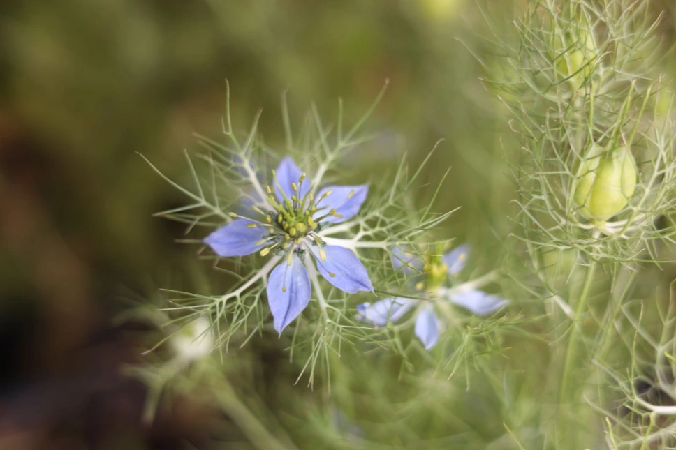 Fleurs de Nigelle